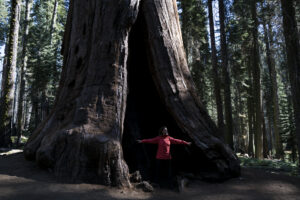 Mangiare senza glutine al Sequoia National Park