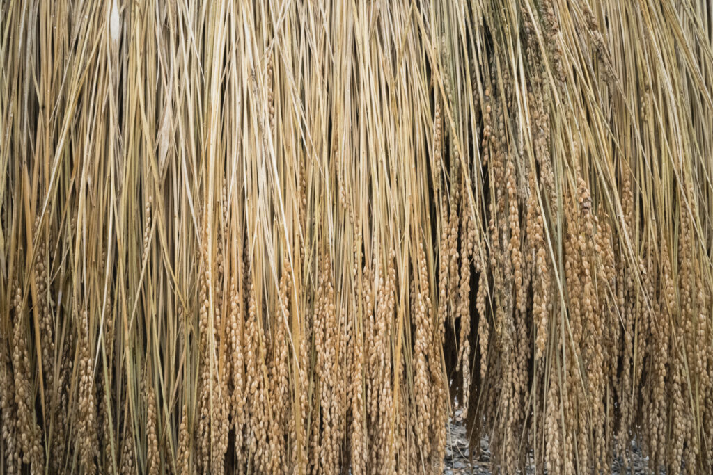 Fasci di spighe di riso dorate appese a essiccare secondo una pratica agricola tradizionale giapponese.